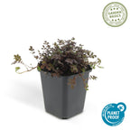 Acaena microphylla 'Kupferteppich' (acaeña) – 6 plantes, Ø9 cm, 10–25 cm de haut