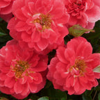Rosa 'Salmon Queen' (grimpier) – rose clair – 2 plants, Ø11 cm, 40 cm de haut