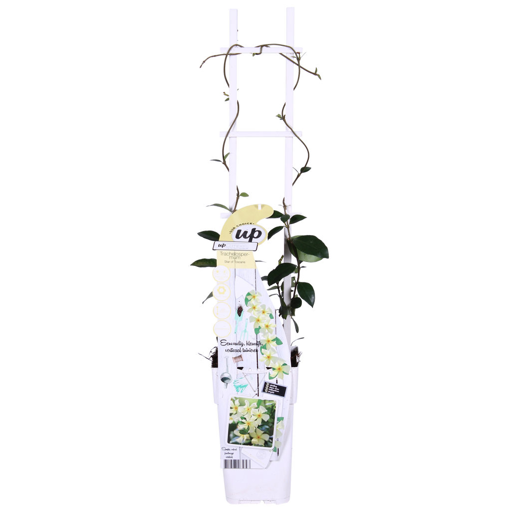 Trachelospermum 'Star Of Toscana' (star jasmine) – 2 plants, Ø15 cm, 65 cm high – photo 2