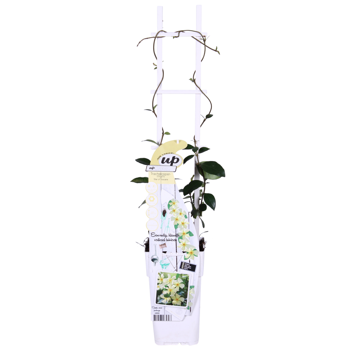Trachelospermum 'Star Of Toscana' (star jasmine) – 2 plants, Ø15 cm, 65 cm high – photo 2