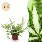 2× Pteris cretica Albolineata (pteris-varen) – Ø12 cm, 28–30 cm hoog