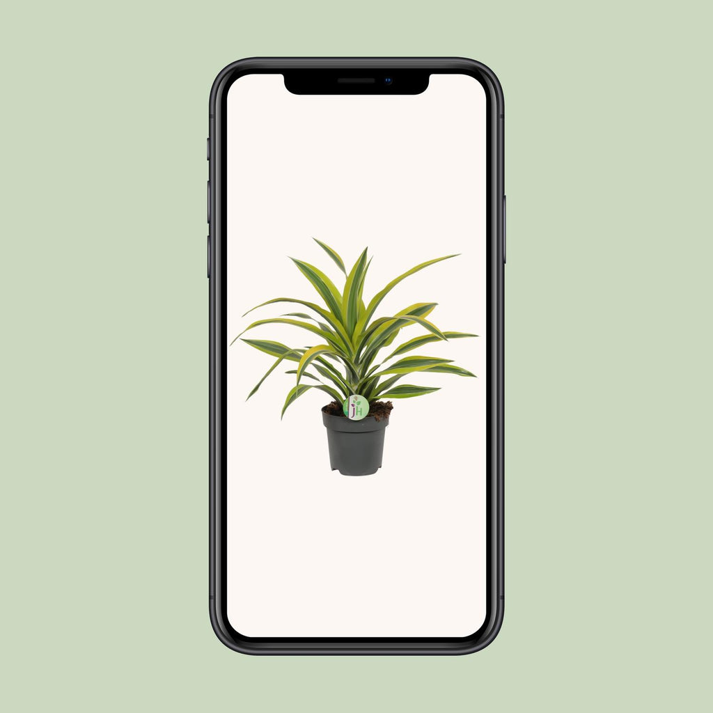 Dracaena fragrans Lemon Lime (Drachenbaum) – Ø 17 cm, 40 cm hoch