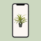Dracaena fragrans Lemon Lime (Drachenbaum) – Ø 17 cm, 40 cm hoch