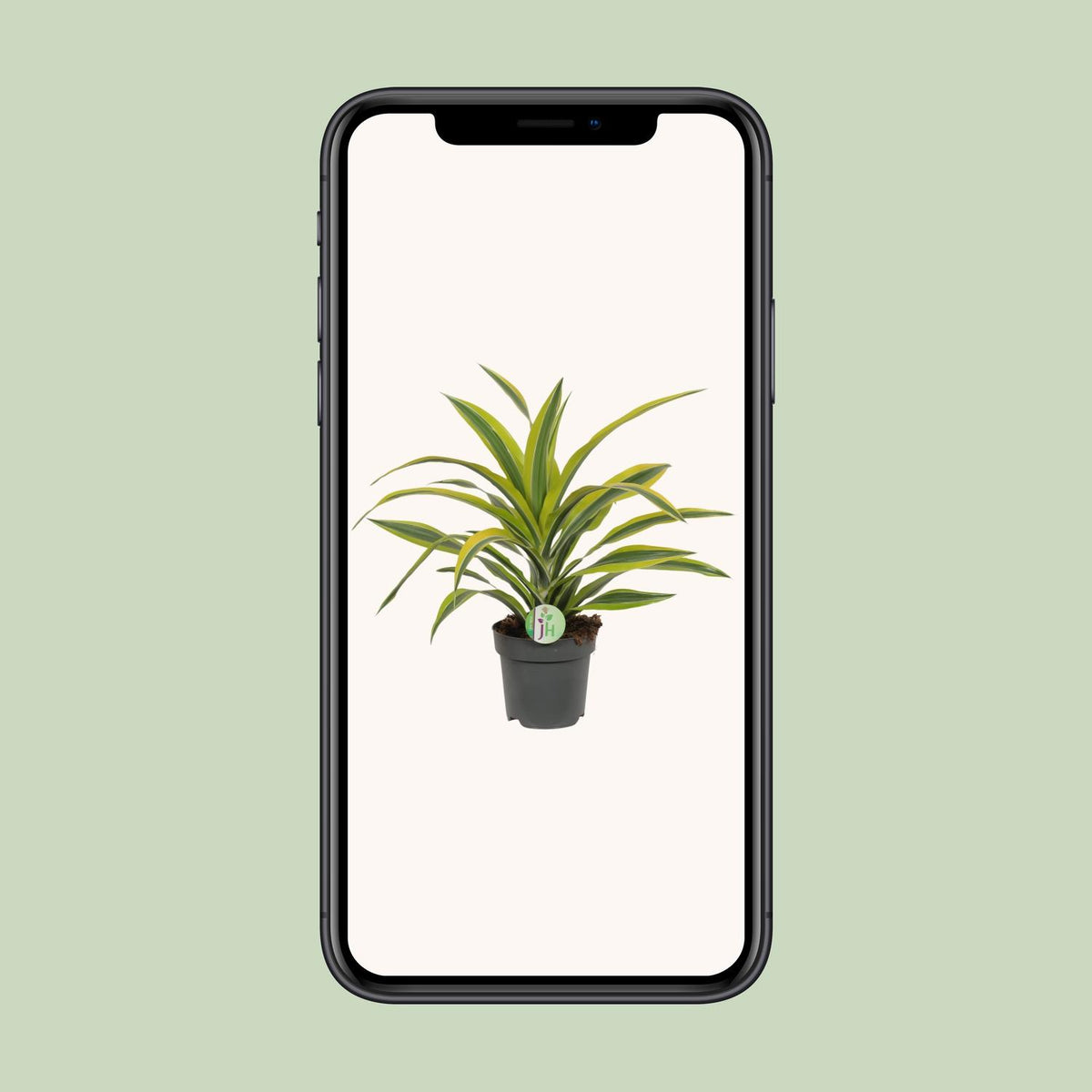 Dracaena fragrans Lemon Lime (Drachenbaum) – Ø 17 cm, 40 cm hoch