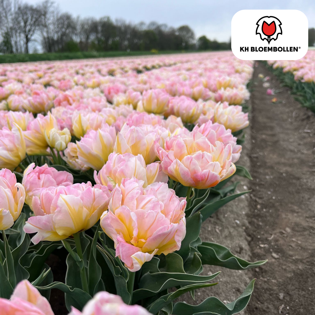 Tulp 'Password' – 20 bloembollen (bolmaat 11/12)