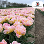 Tulp 'Password' – 20 bloembollen (bolmaat 11/12)