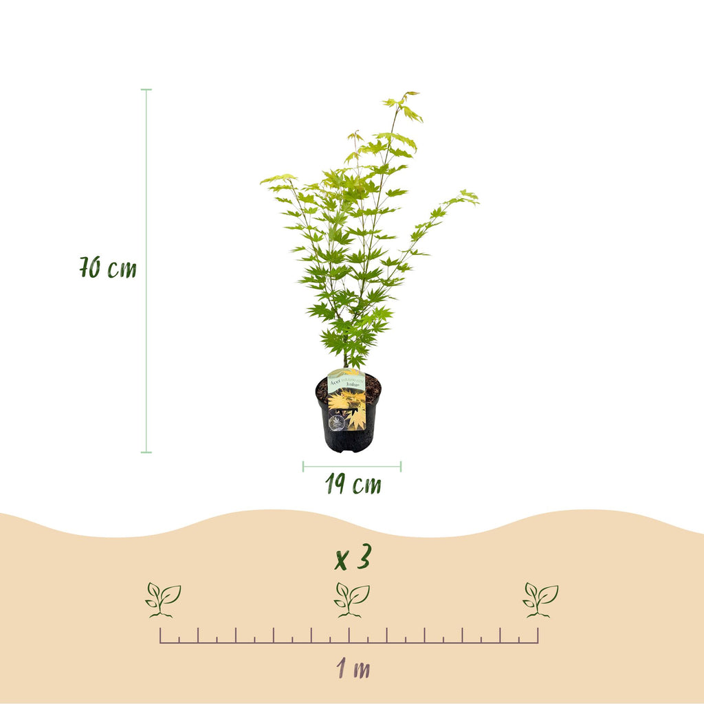 Acer palmatum 'Jordan' (Japanse esdoorn) – geel – Ø19 cm, 70 cm hoog – foto 3