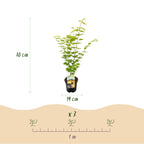 Acer palmatum 'Jordan' (Japanse esdoorn) – geel – Ø19 cm, 70 cm hoog