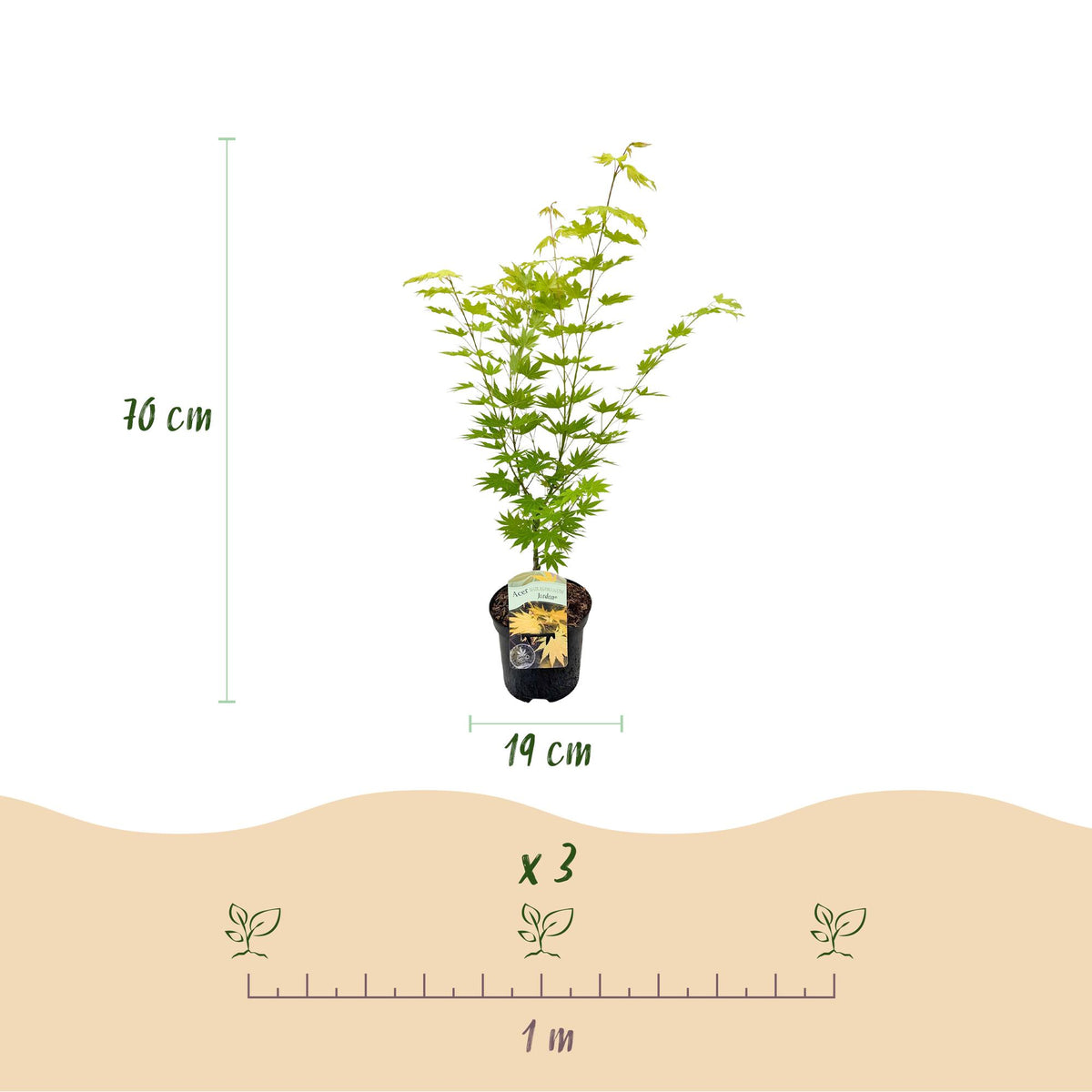 Acer palmatum 'Jordan' (Japanse esdoorn) – geel – Ø19 cm, 70 cm hoog