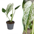 Monstera Devil Monster (plante percée) – Ø6 cm, 18 cm de haut