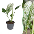 Monstera Devil Monster (plante percée) – Ø6 cm, 18 cm de haut
