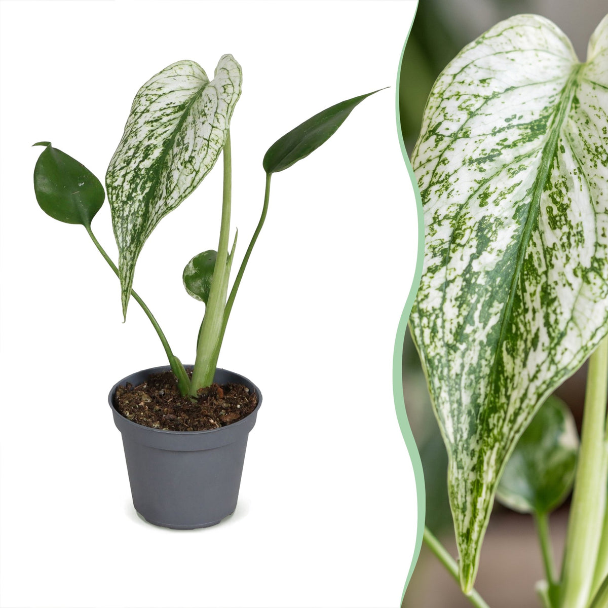 Monstera Devil Monster (plante percée) – Ø6 cm, 18 cm de haut