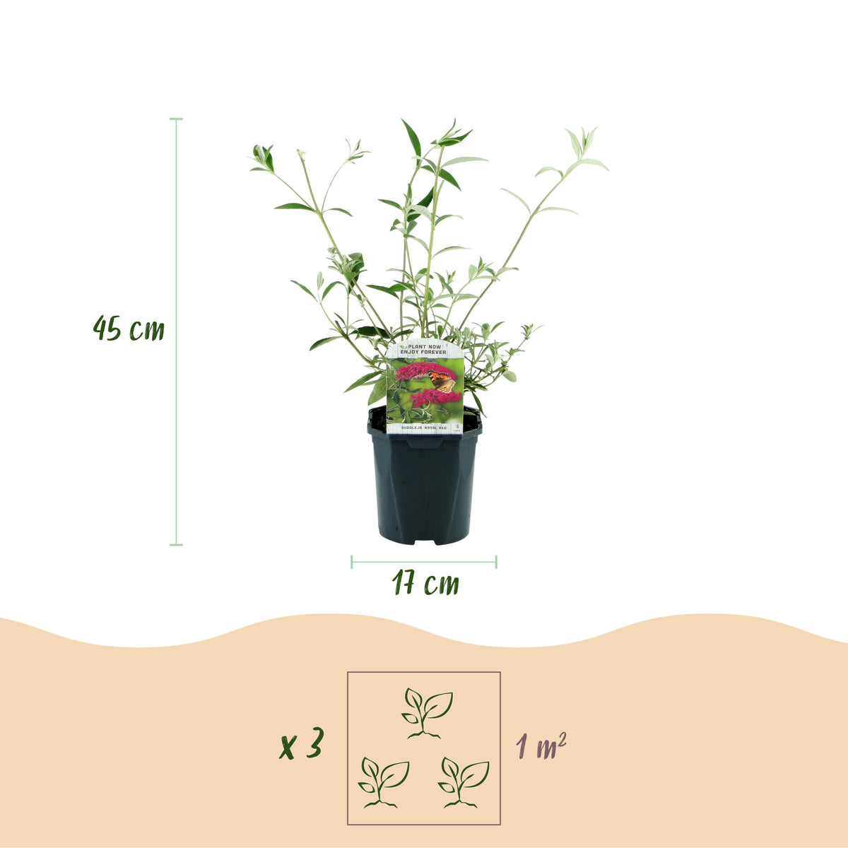Buddleja davidii 'Royal Red' (vlinderstruik) – rood – Ø17 cm, 45 cm hoog