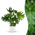 Philodendron Lickety split i Potter-pyntepotte hvid – Ø19 cm, 70 cm høj