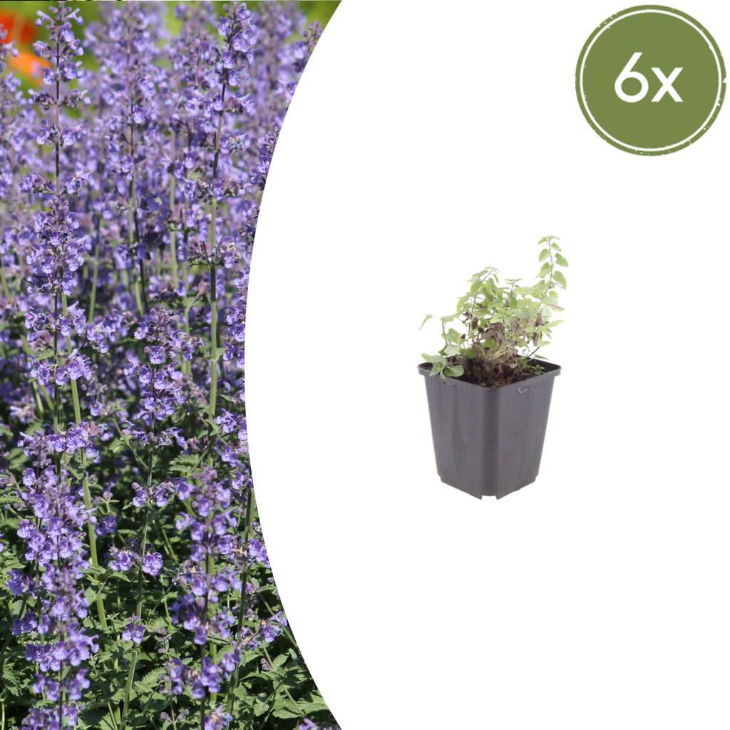 Nepeta 'Grol' (Katzenminze) – 6 Pflanzen, Ø9 cm, 10–25 cm hoch