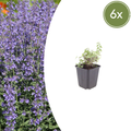 Nepeta 'Grol' (Katzenminze) – 6 Pflanzen, Ø9 cm, 10–25 cm hoch