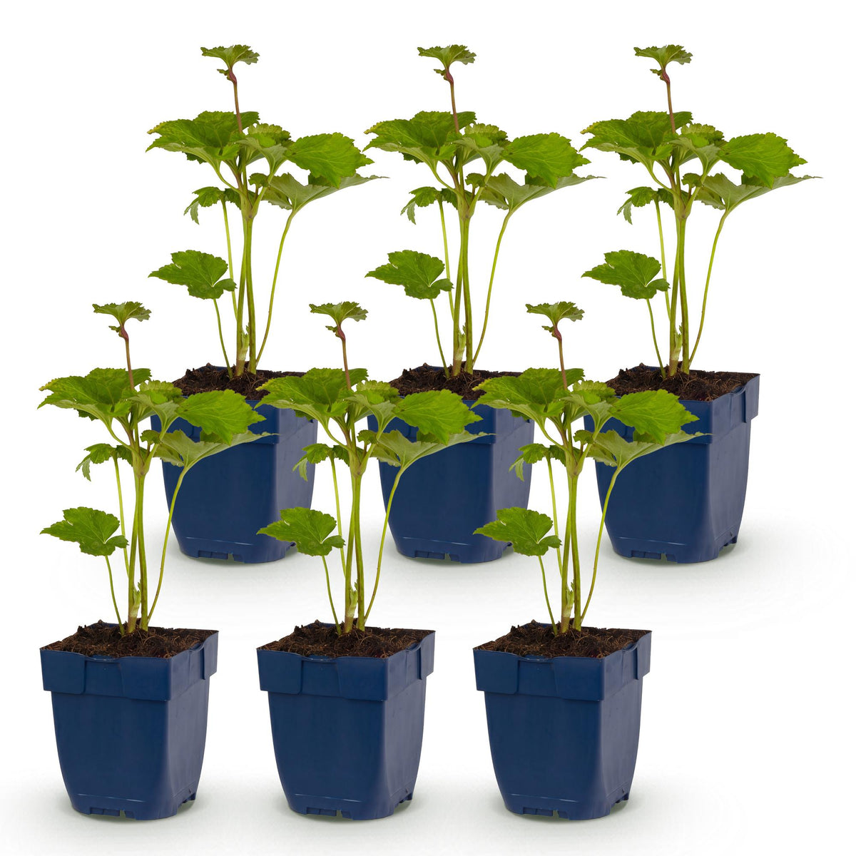 Anemone hybr. 'Kön. Charlotte' (Herbstanemone) – rosa – 6 Pflanzen, Ø 11 cm, 15–25 cm hoch