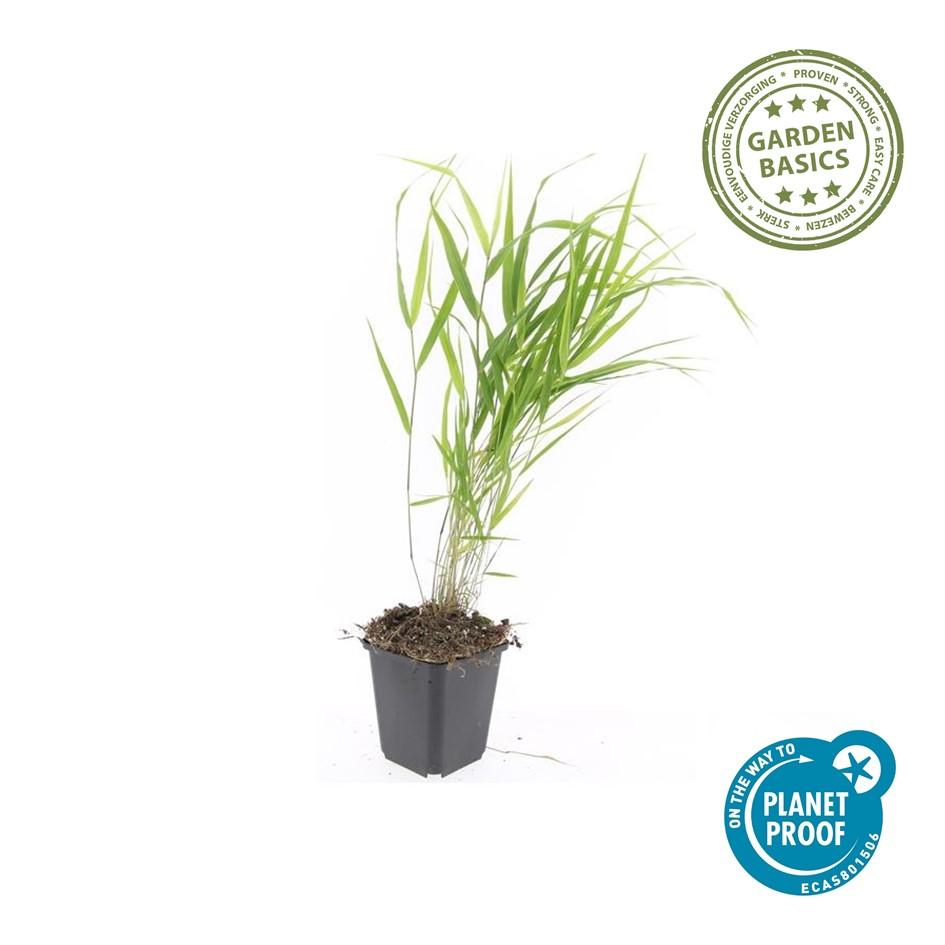 Hakonechloa macra (Japans siergras) – 6 planten, Ø9 cm, 10–25 cm hoog – foto 3
