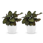 2× Calathea makoyana im weißen Übertopf – Ø 12 cm, 25 cm hoch