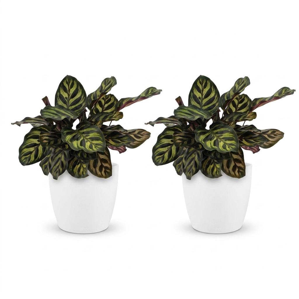 2× Calathea makoyana in Potter-sierpot wit – Ø12 cm, 25 cm hoog