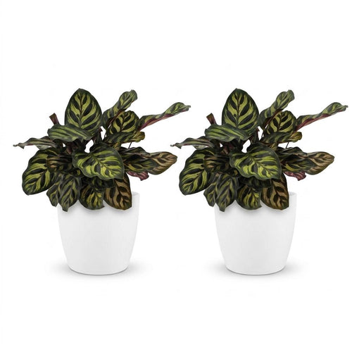 2× Calathea makoyana i hvid Potter-pyntepotte – Ø12 cm, 25 cm høj