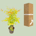 Acer palmatum 'Orange Dream' (Japanese maple) – Ø19 cm, 50 cm high