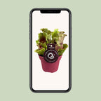 Sarracenia (trompetbægerplante) – Ø12 cm, 20 cm høj – art. 13938