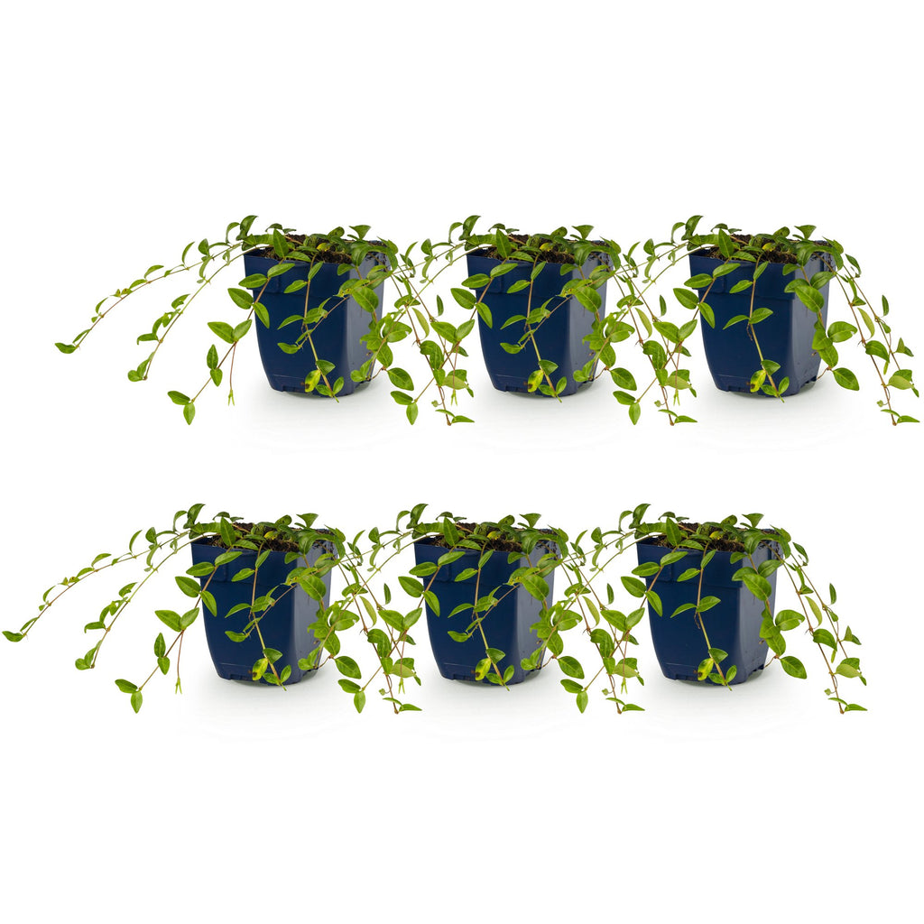 Vinca minor (Gewöhnlicher Immergrün) – blau – 6 Pflanzen, Ø 11 cm, 15–25 cm hoch – Bild 2