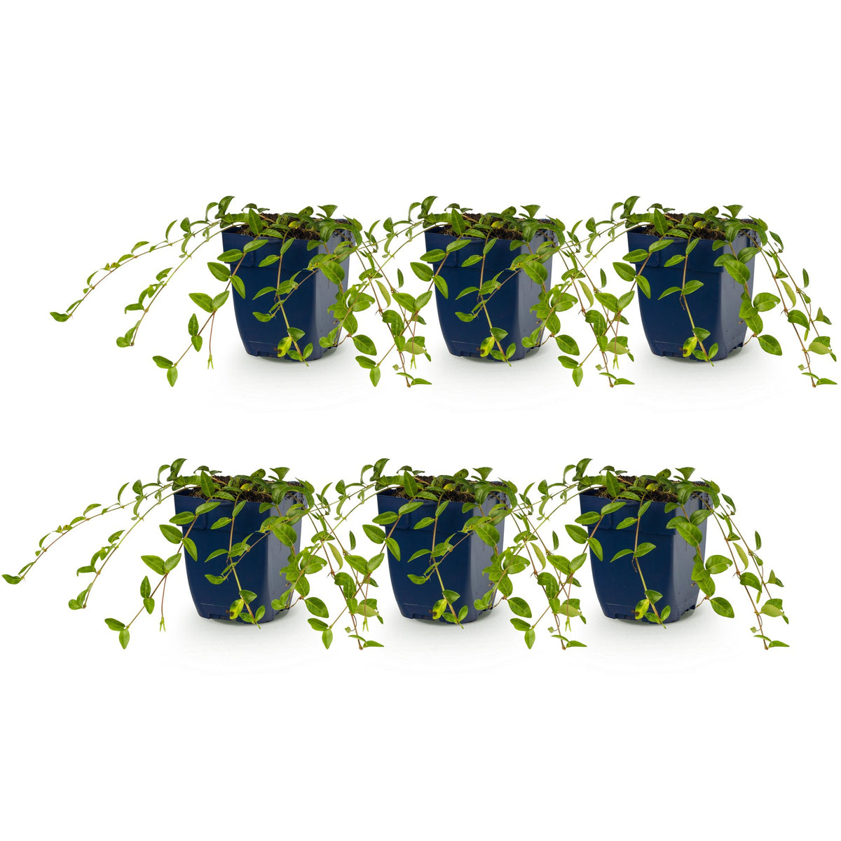 Vinca minor (Gewöhnlicher Immergrün) – blau – 6 Pflanzen, Ø 11 cm, 15–25 cm hoch – Bild 2
