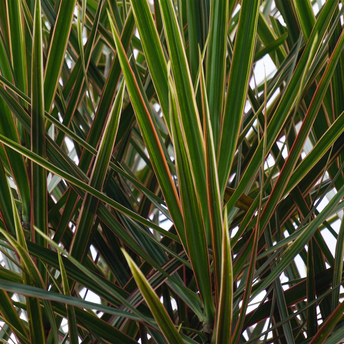 Dracaena marginata (Drachenbaum) – Ø 17 cm, 70–80 cm hoch