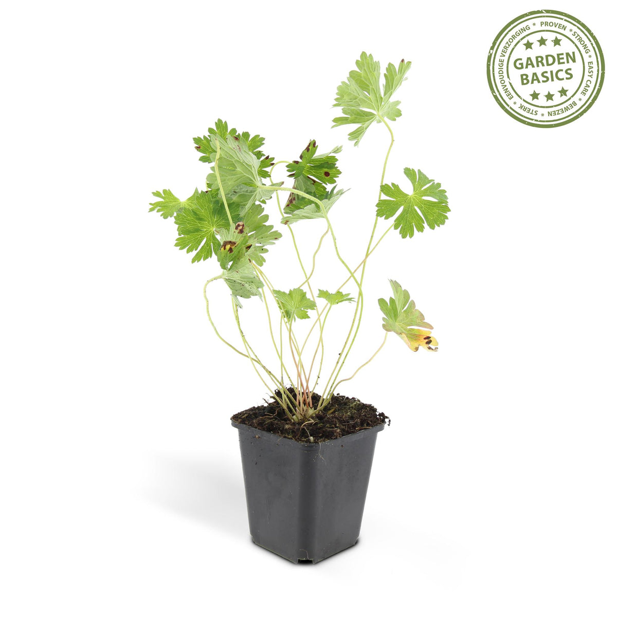 Geranium 'Rozanne' (cranesbill) – 6 plants, Ø9 cm, 10–25 cm high – photo 2
