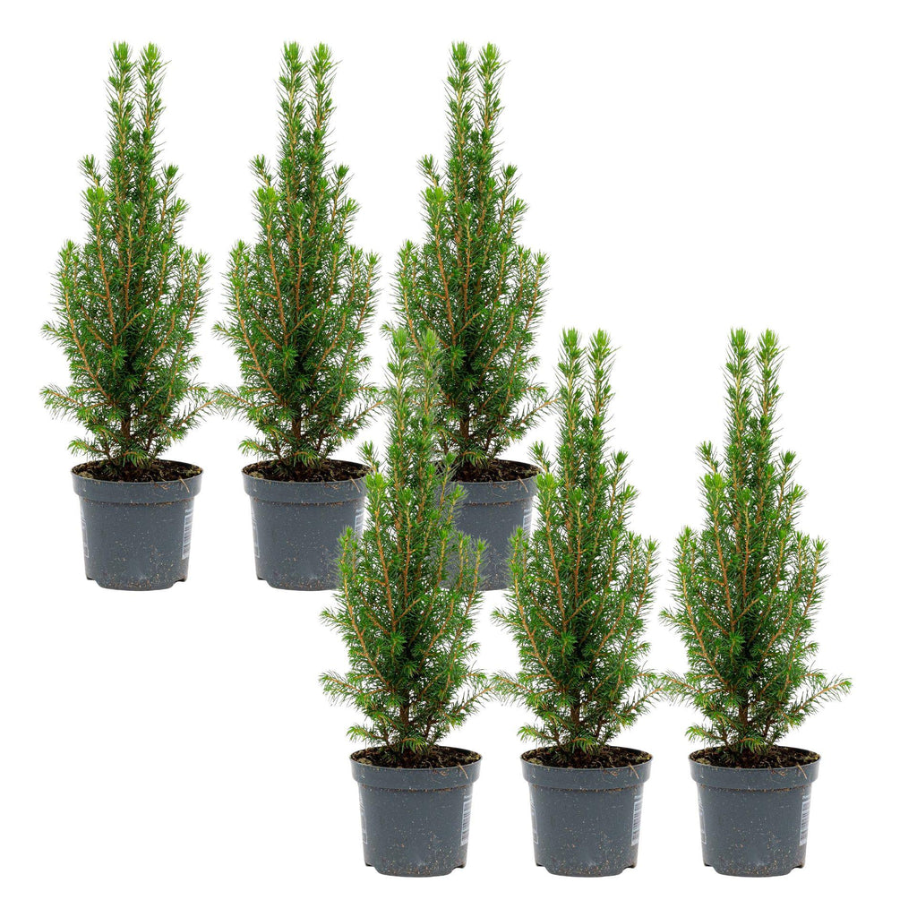 Weihnachtstanne (Picea) – 6 Pflanzen, Ø9 cm