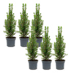 Weihnachtstanne (Picea) – 6 Pflanzen, Ø9 cm