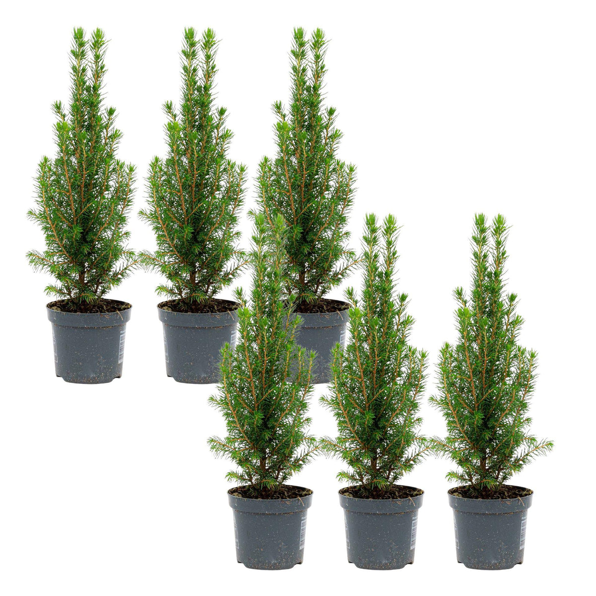 Kerstboompje (Picea) – 6 planten, Ø9 cm