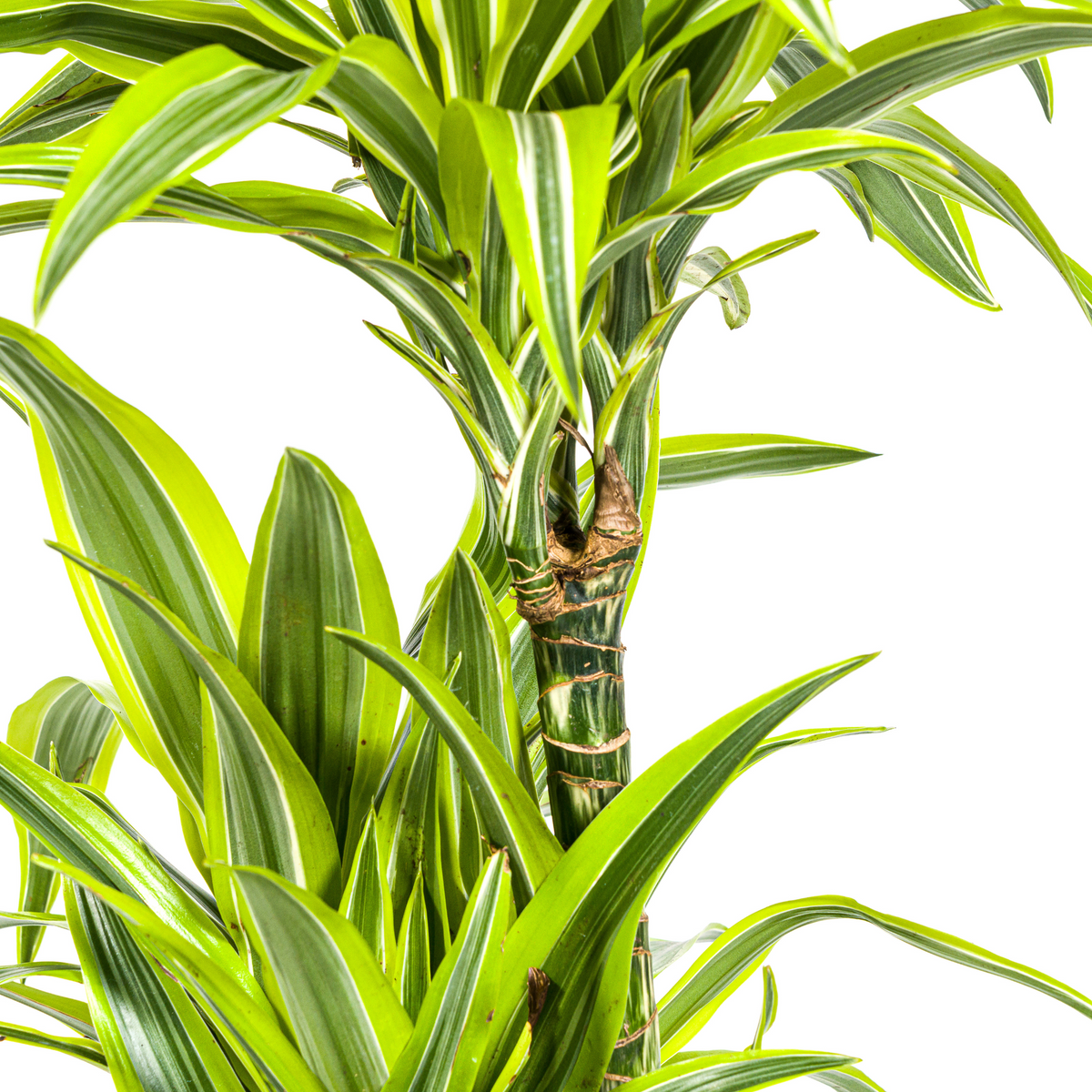 Dracaena Deremensis Lemon Lime (drakenboom) met mand – Ø24 cm, 130–150 cm hoog