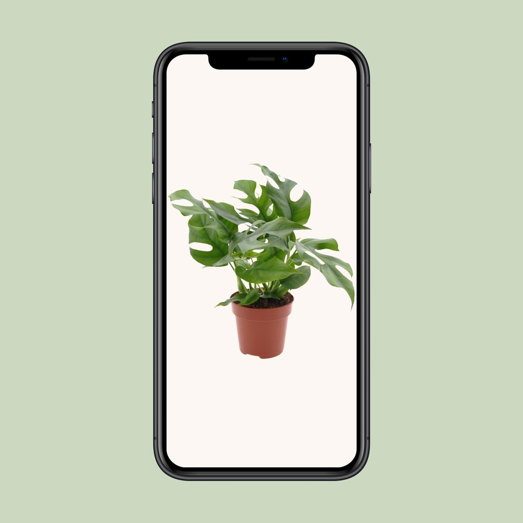 Monstera Minima (mini-monstera) – Ø12 cm, 25 cm hoog