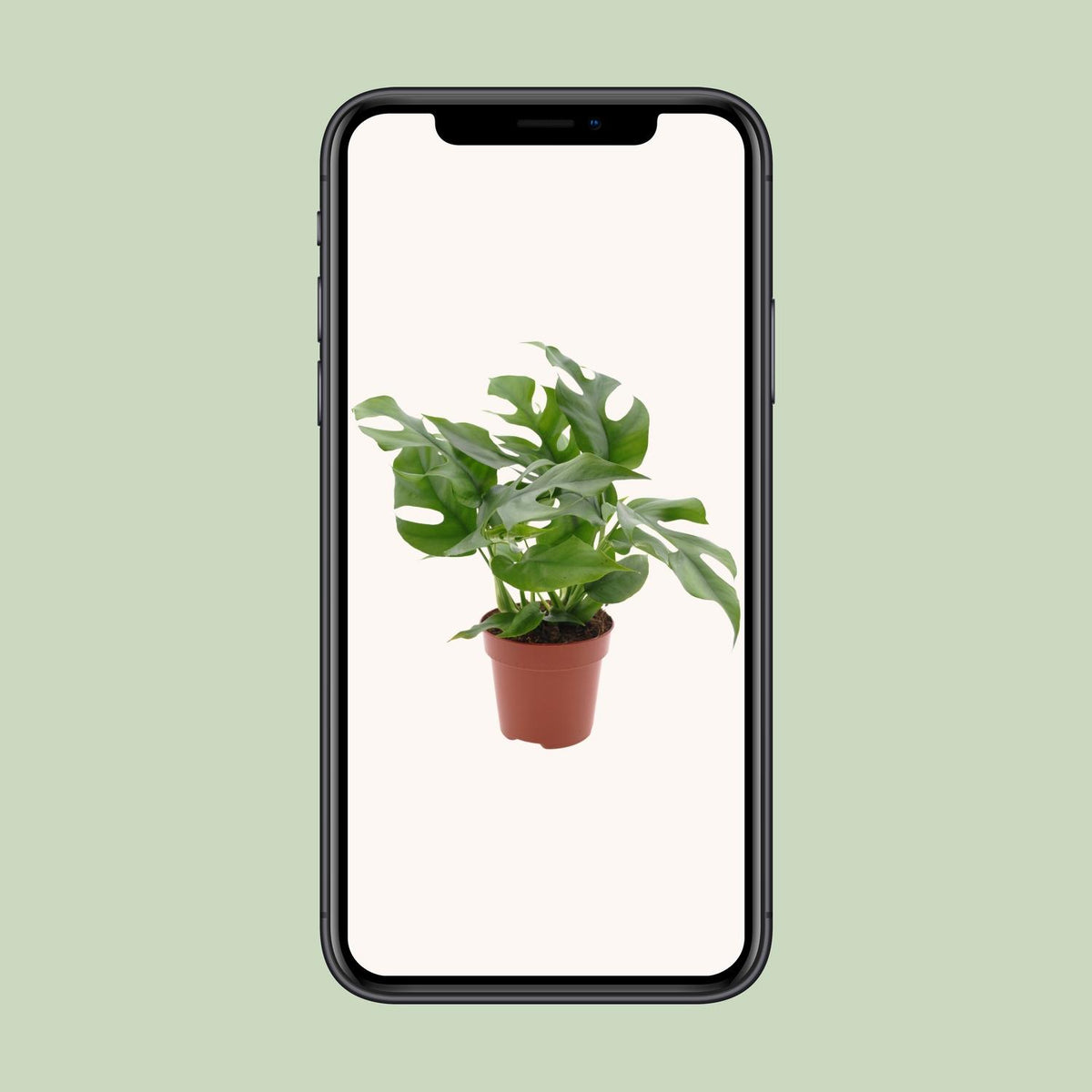 Monstera Minima (mini-monstera) – Ø12 cm, 25 cm hoog