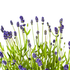 Lavandula angustifolia (Lavendel) – 2 Pflanzen, Ø 19 cm, 40–50 cm hoch