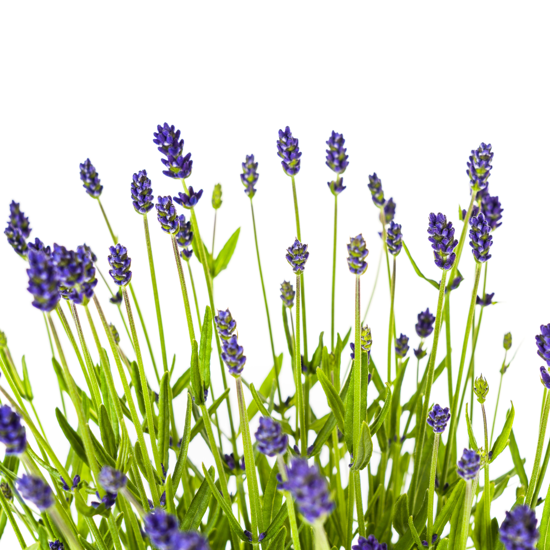Lavandula angustifolia (Lavendel) – 2 Pflanzen, Ø 19 cm, 40–50 cm hoch – Bild 5