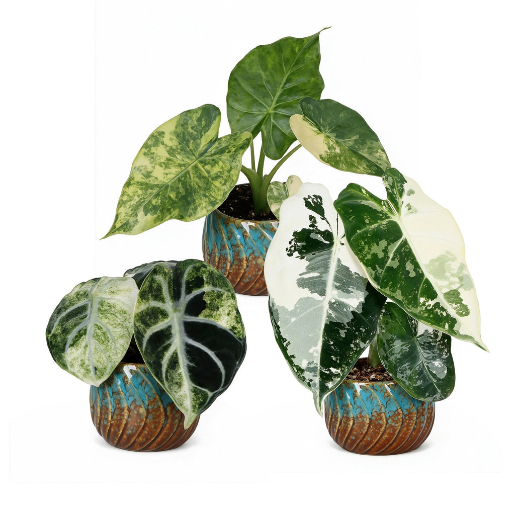 3× Baby Alocasia Tricolour Variegata (elephant ear) incl. Copper Reef – Ø6 cm, 5–15 cm tall – photo 2