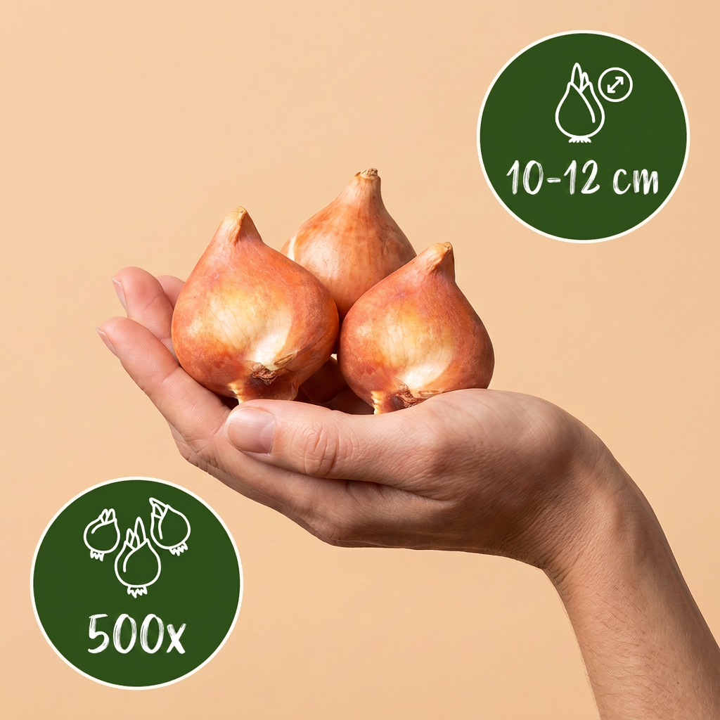 Blumenzwiebelpaket Rosa Garten – 500 Blumenzwiebeln (Zwiebelgröße 10/12)