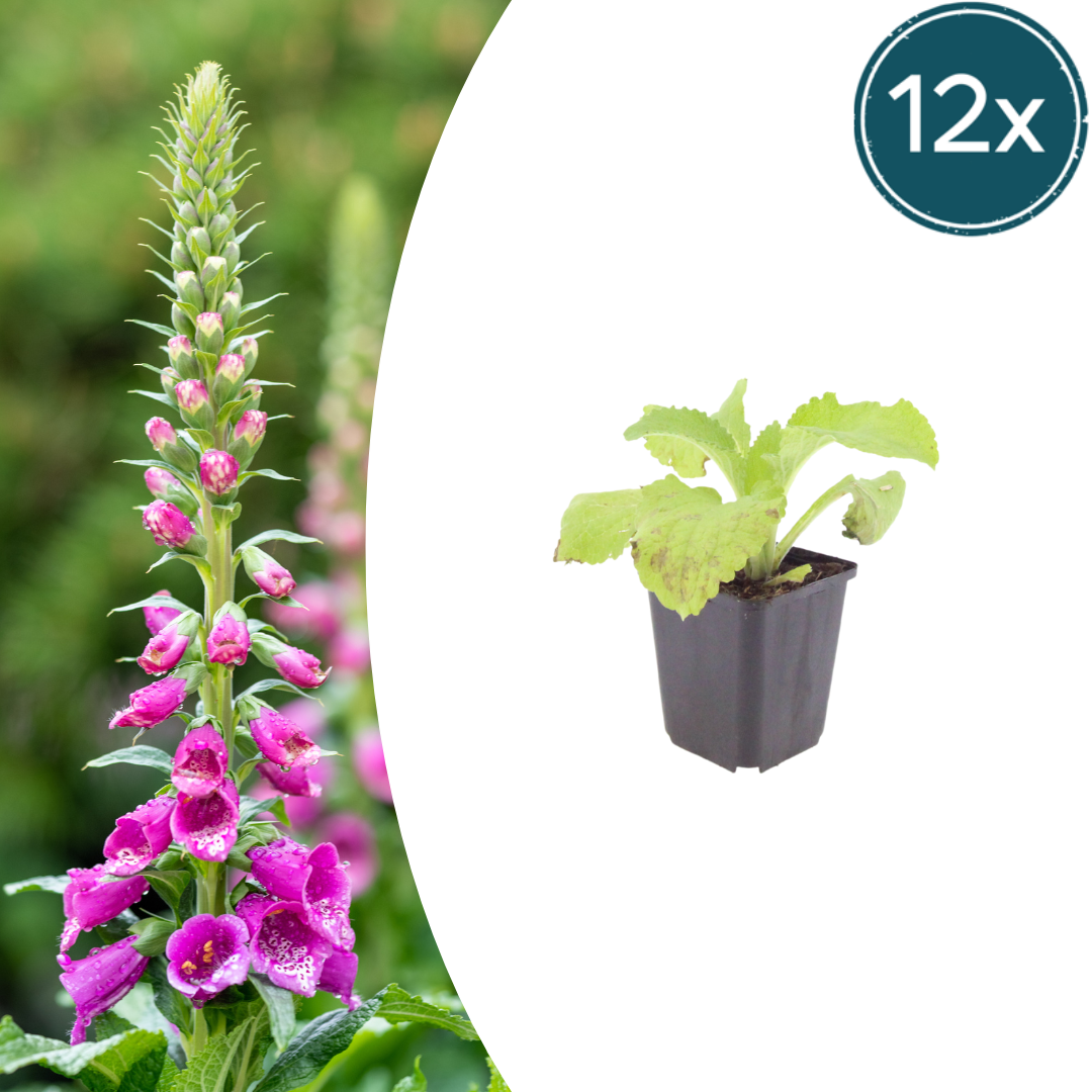 Digitalis purpurea (digitale pourpre) – 12 plantes, Ø9 cm, 10–25 cm de haut