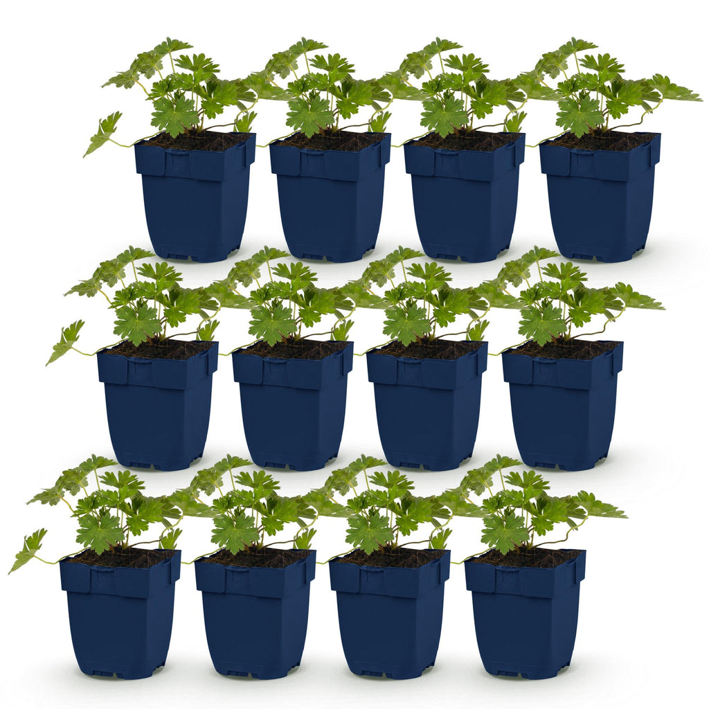 Geranium 'Rozanne' (Storchschnabel) – blau – 12 Pflanzen, Ø11 cm, 15–25 cm hoch