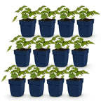 Geranium 'Rozanne' (Storchschnabel) – blau – 12 Pflanzen, Ø11 cm, 15–25 cm hoch