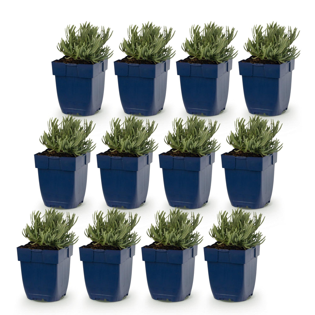 Lavandula 'Tricolour' (lavendel) – blauw-roze-wit – 12 planten, Ø11 cm, 15–25 cm hoog