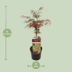 Acer palm. 'Garnet' (Japanese maple) – Ø19 cm, 40 cm high
