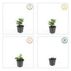 Aster ageratoides 'Stardust' – 48 planten, Ø9 cm, 10–25 cm hoog