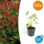 Persicaria amplexicaulis (knotweed) – 60 plants, Ø9 cm, 10–25 cm high