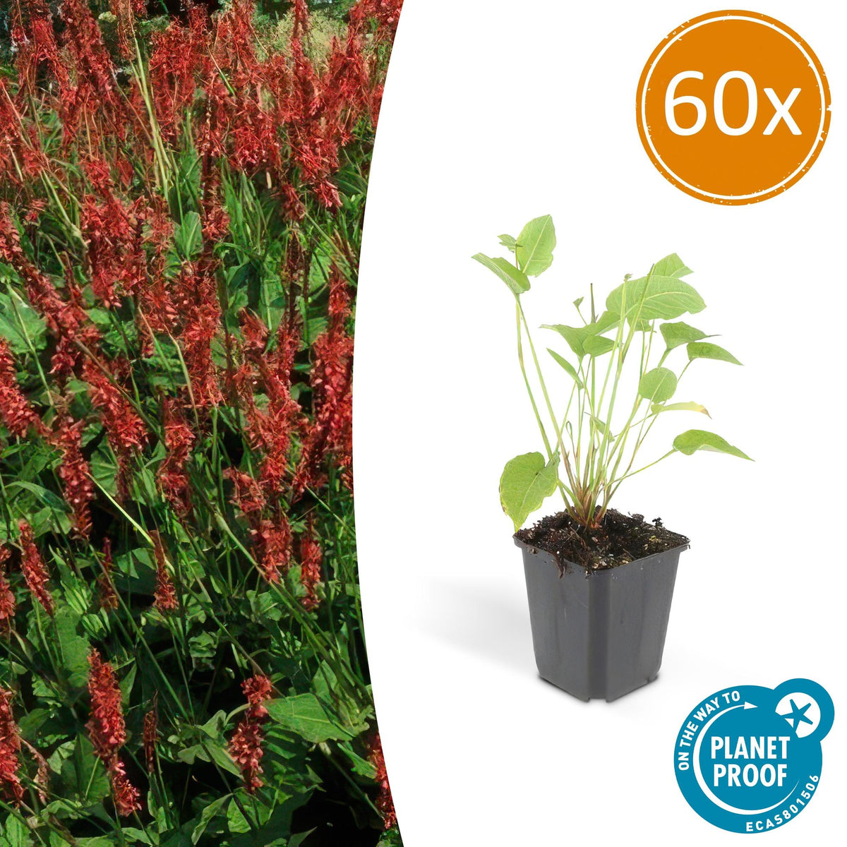 Persicaria amplexicaulis (knotweed) – 60 plants, Ø9 cm, 10–25 cm high