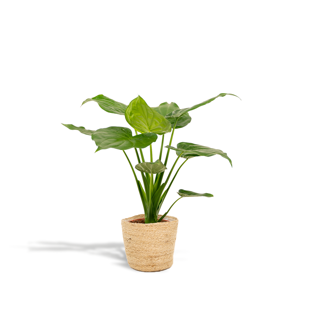 Alocasia Cucullata (elefantøre) med kurv selin – Ø19 cm, 65 cm høj
